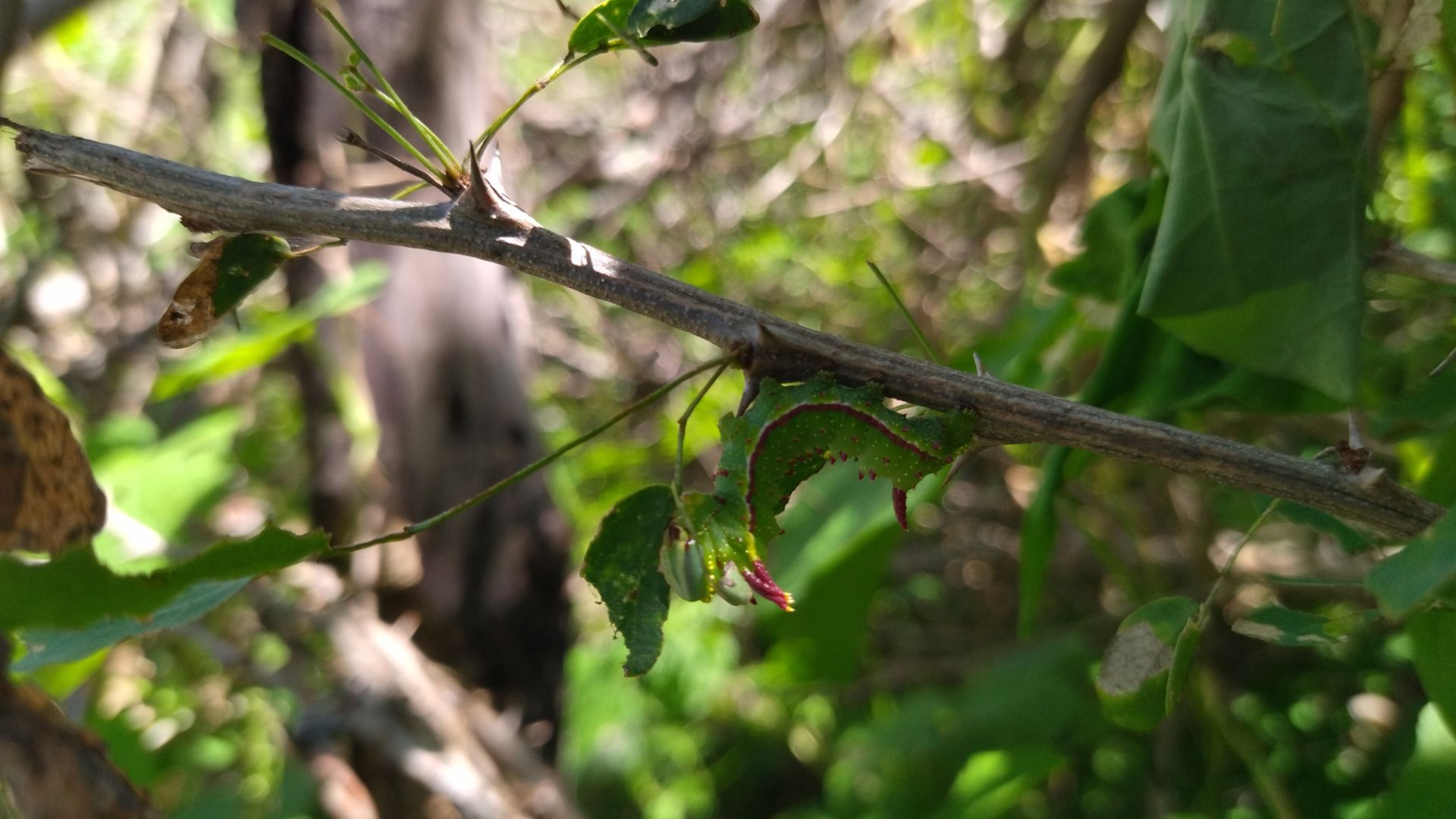 Noctuidae caterpillar laying on a leaf